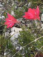 Plancia ëd Gladiolus carmineus C. H. Wright