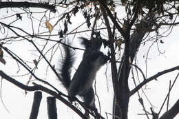 Слика од Sciurus vulgaris orientis Thomas 1906