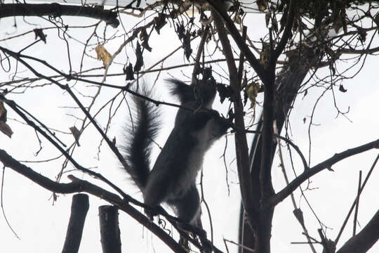 Image de Sciurus vulgaris orientis Thomas 1906