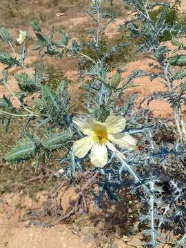 Argemone ochroleuca subsp. ochroleuca resmi