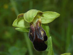 Image of Dark bee orchid