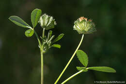 Image de Trifolium cyathiferum Lindl.