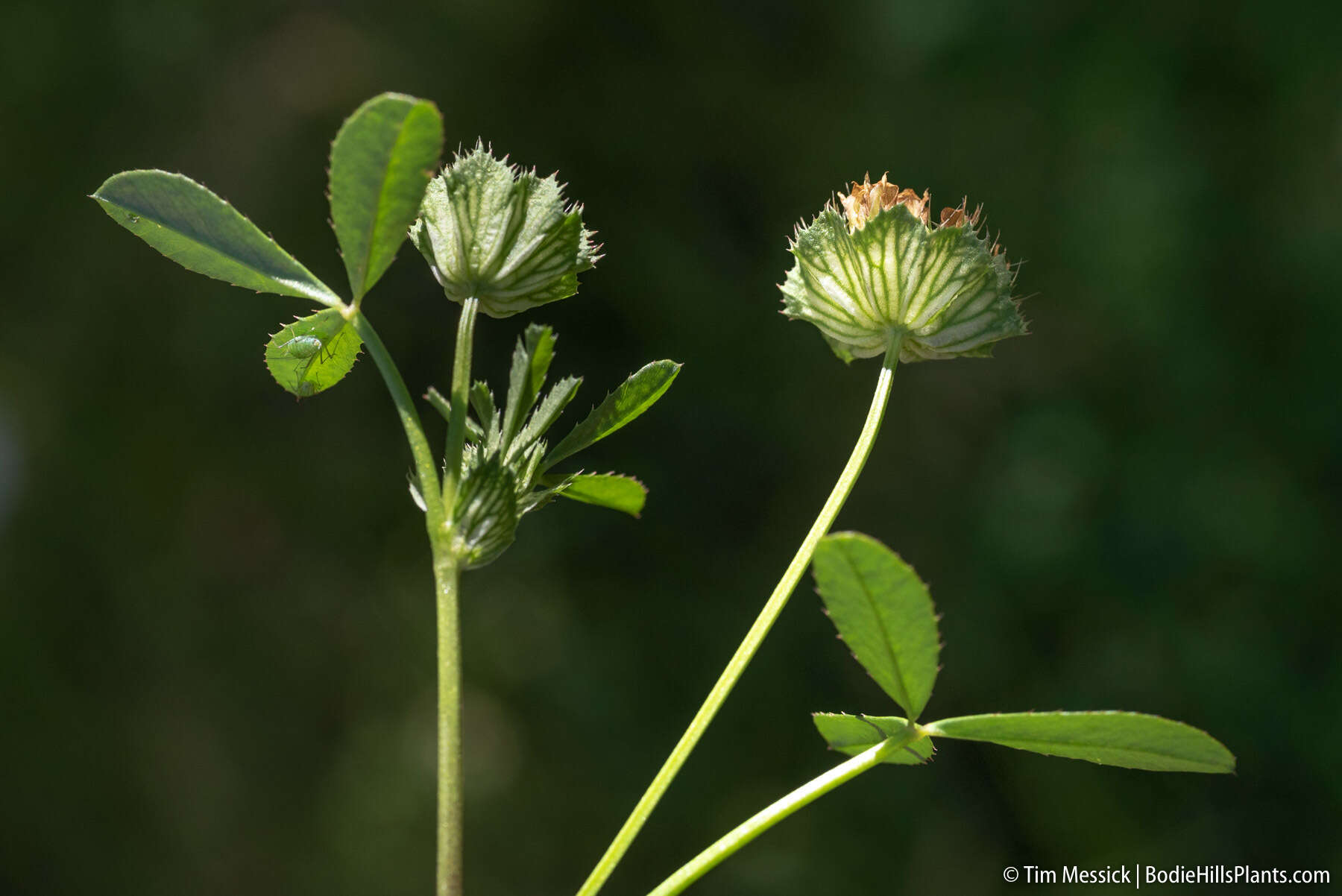 Image of cup clover