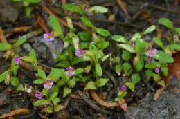 Image of Brewer's Monkey-Flower