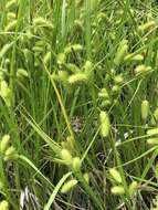 Image of bottlebrush sedge