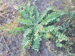 Image of Oxytropis sylvatica (Pall.) DC.