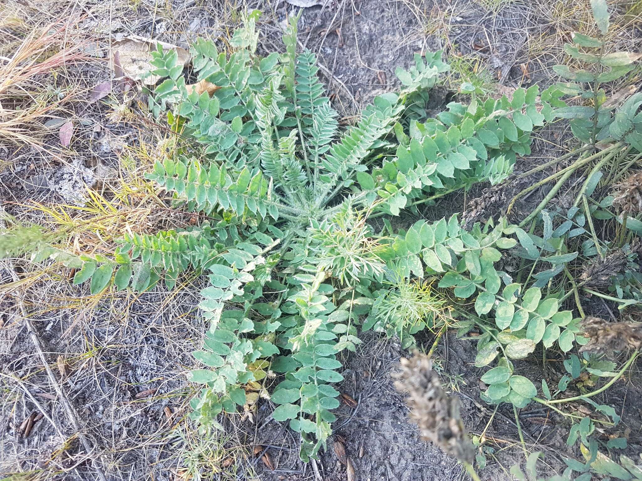 Image of Oxytropis sylvatica (Pall.) DC.