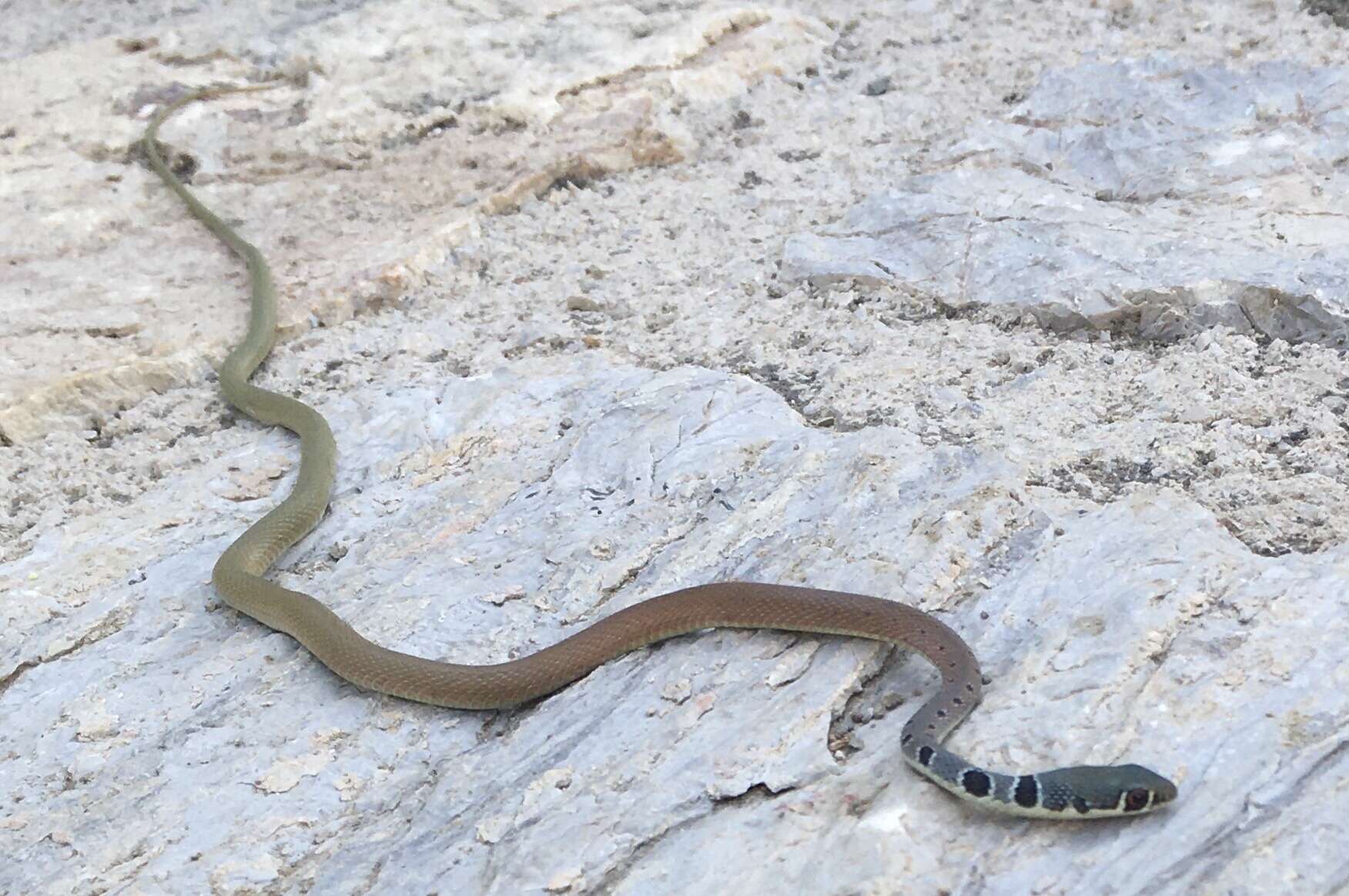 Image of Dahl's Whip Snake