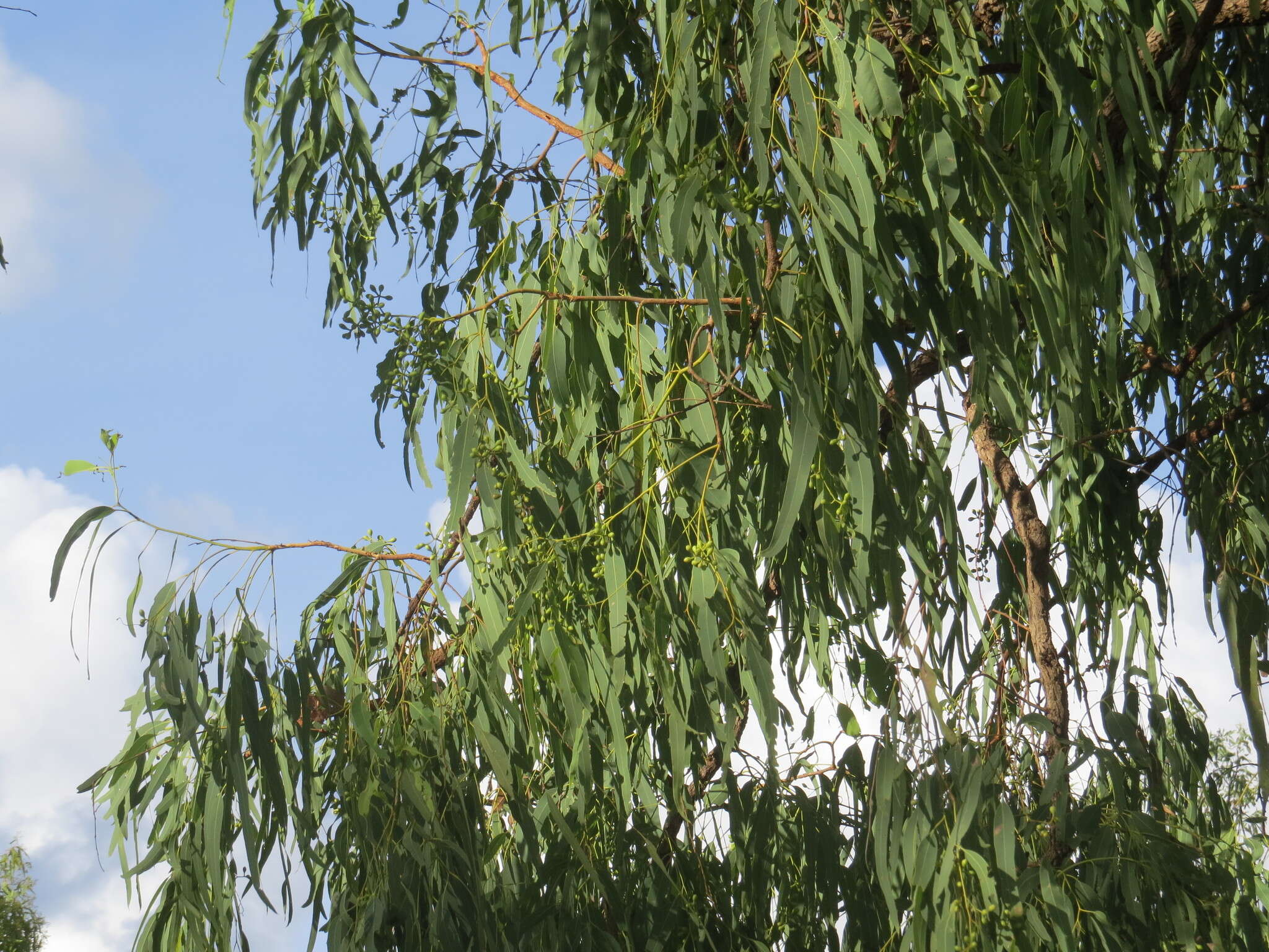 Image of Eucalyptus leptophleba F. Müll.