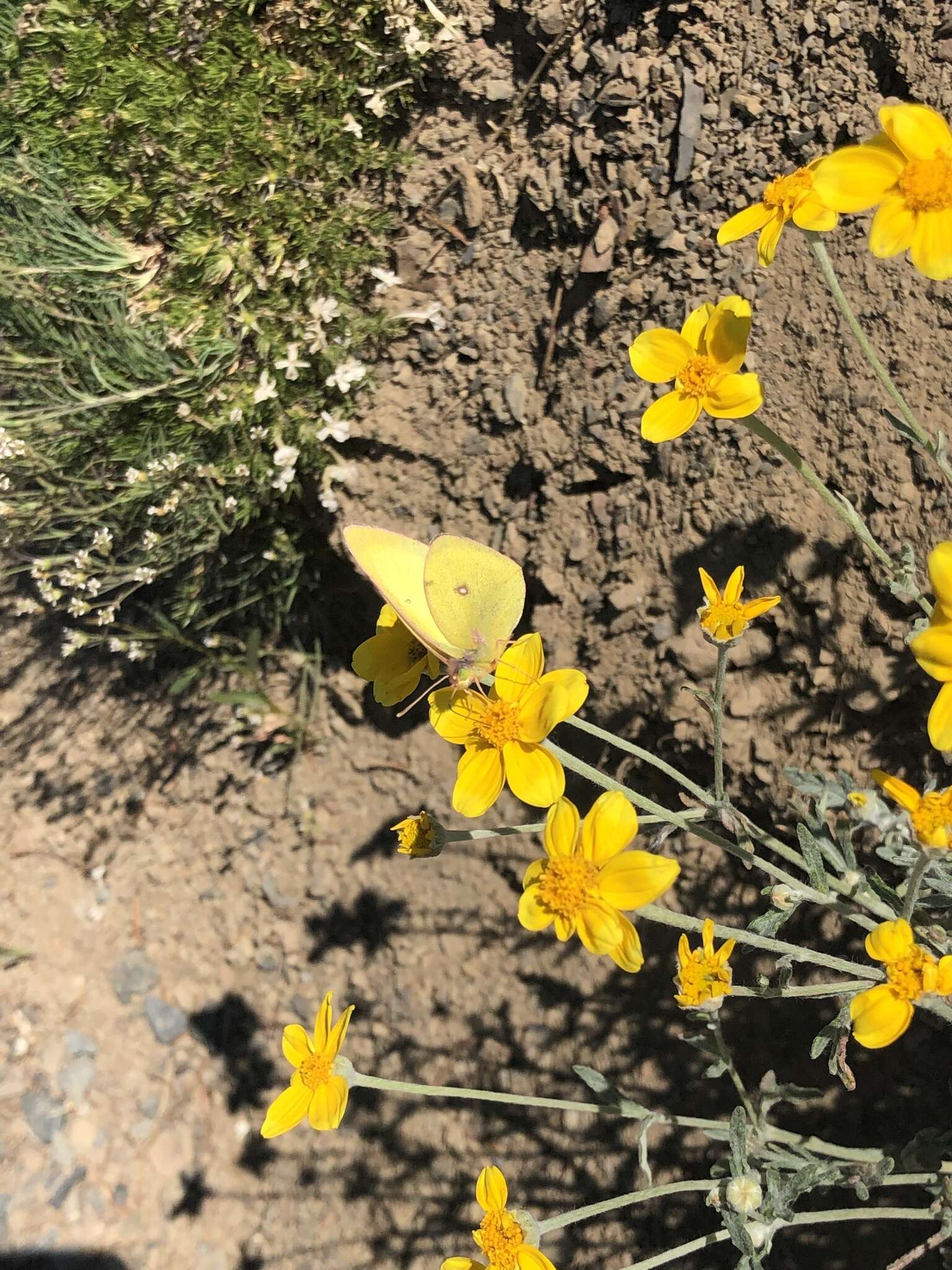 صورة Colias occidentalis Scudder 1862