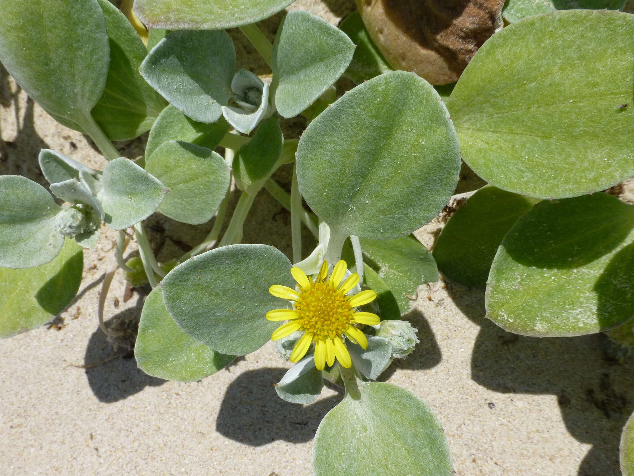 Image of Sand daisy
