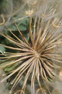 Image of Tragopogon pseudomajor Nikitin