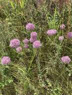 Image of Allium lineare L.