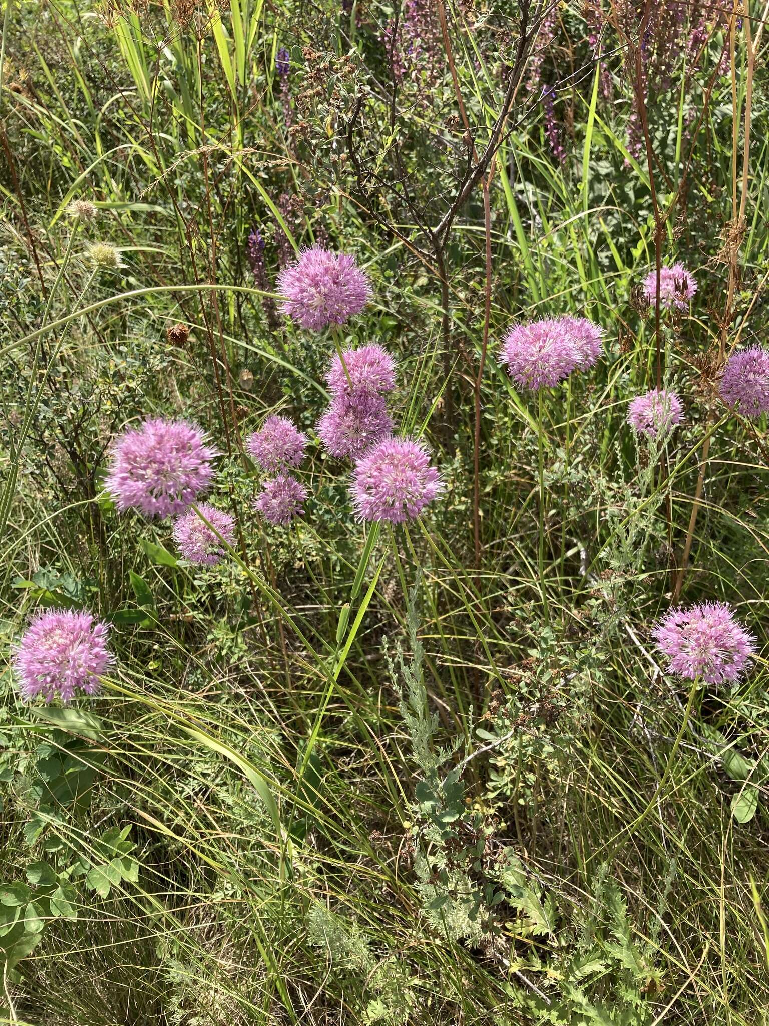 Image of Allium lineare L.