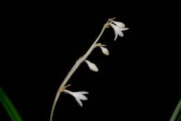 Image of Ophiopogon intermedius D. Don