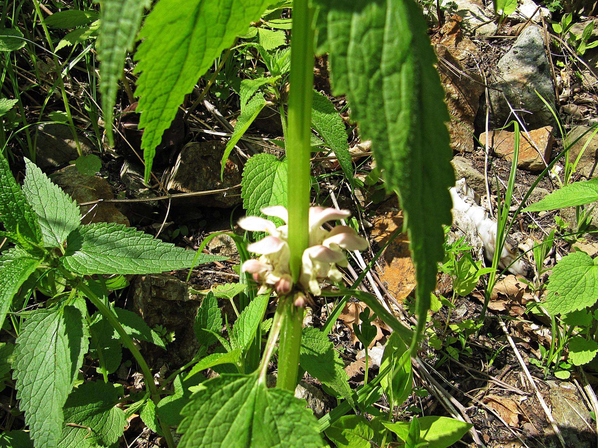 Image of Lamium album subsp. barbatum (Siebold & Zucc.) Mennema