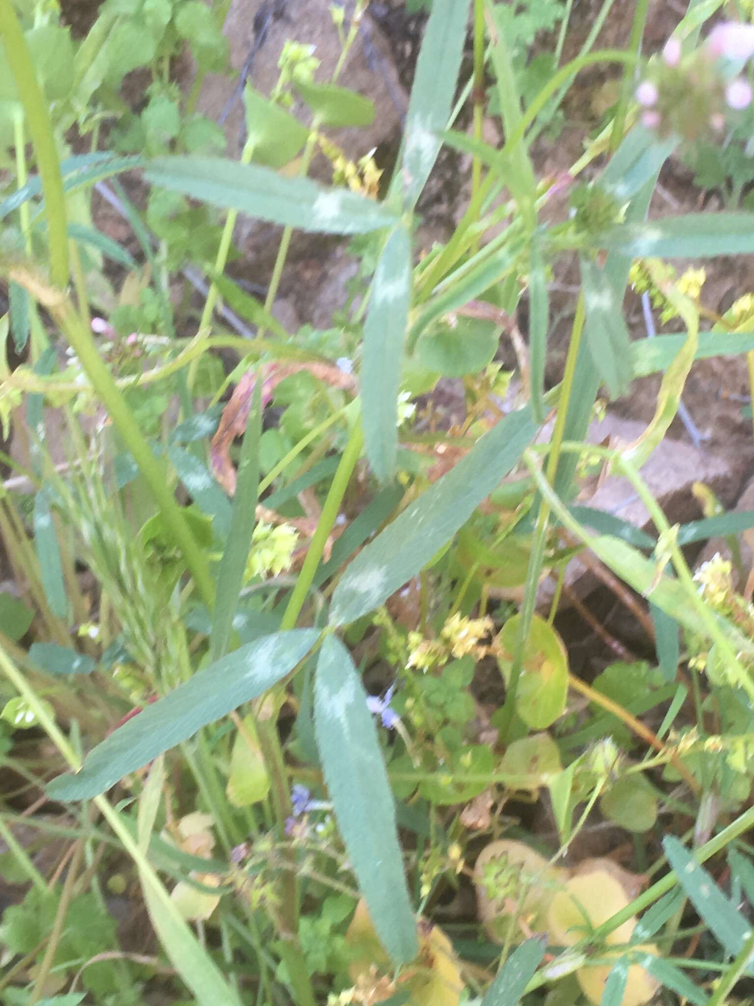 Sivun Trifolium mucronatum subsp. lacerum (Greene) J. M. Gillett kuva