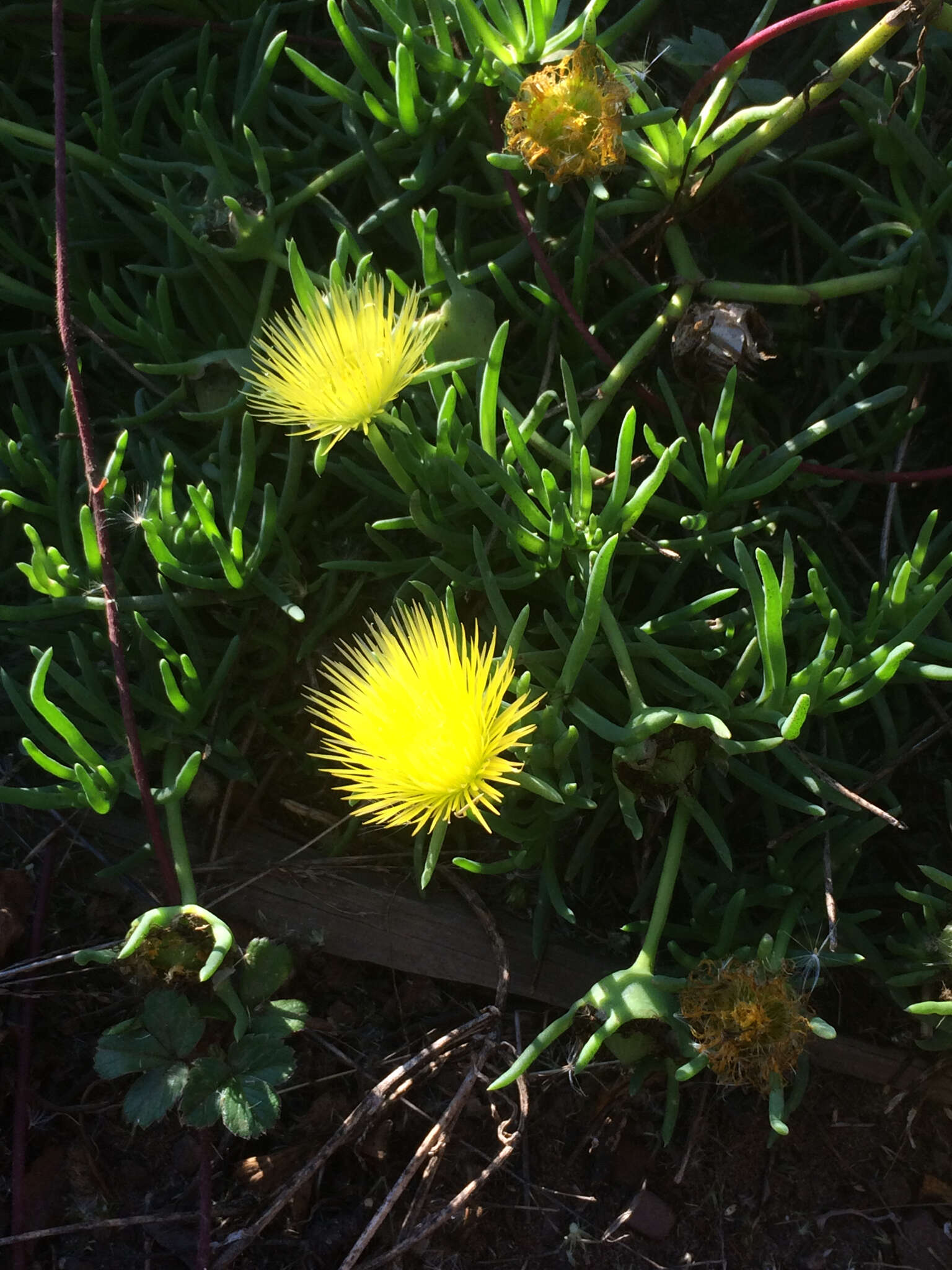 Image of narrow-leaved iceplant