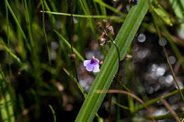 Image of Genlisea hispidula Stapf