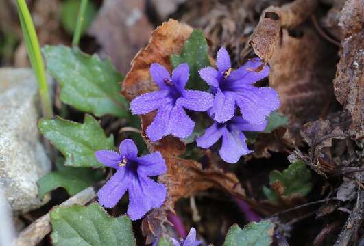 Image of Ajuga makinoi Nakai