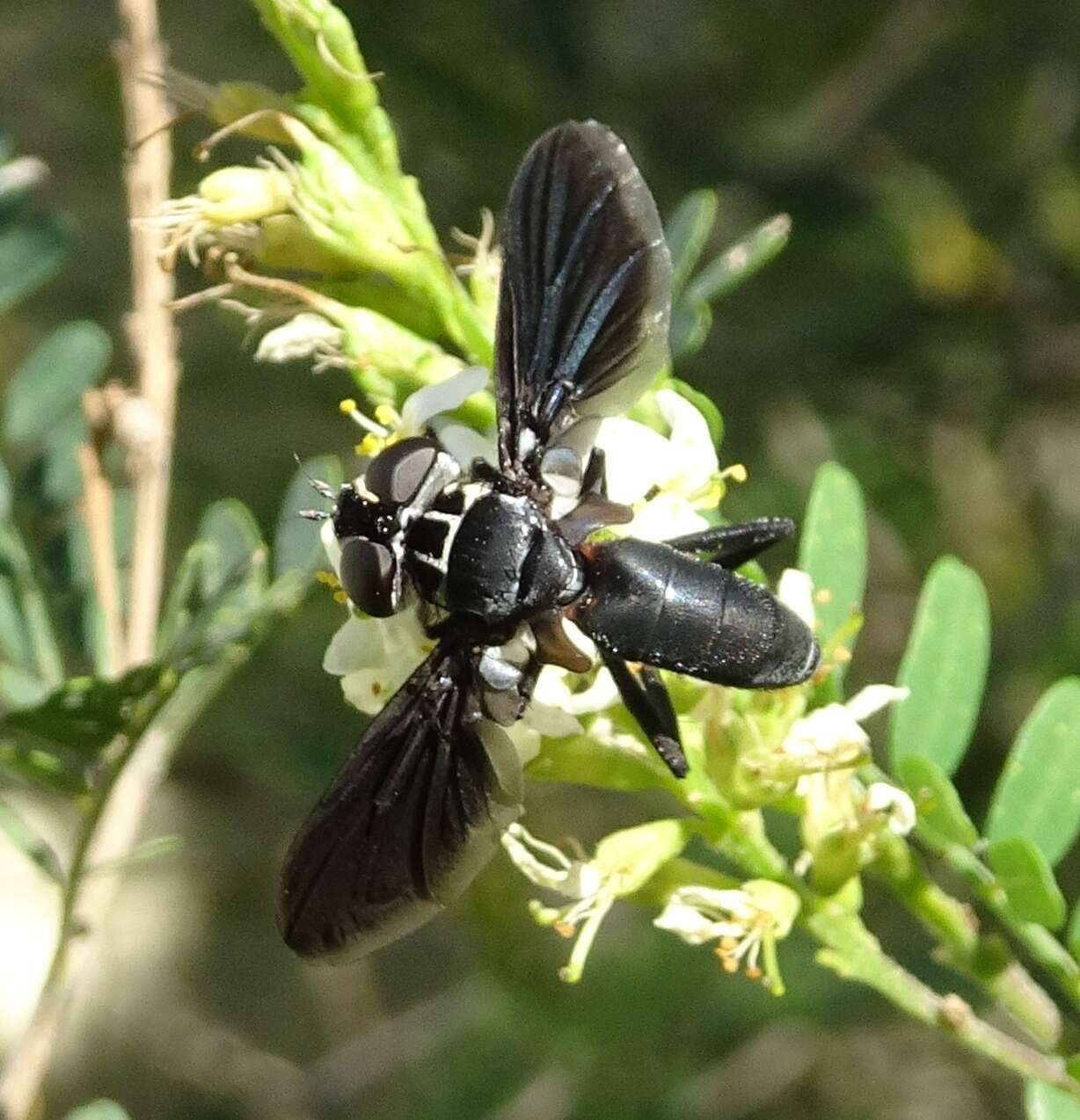 Image of Trichopoda lanipes (Fabricius 1805)