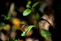 Image of Eueides vibilia Latreille & Godart 1819