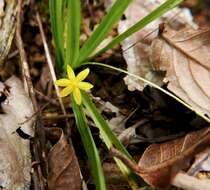 Sivun Hypoxis decumbens L. kuva