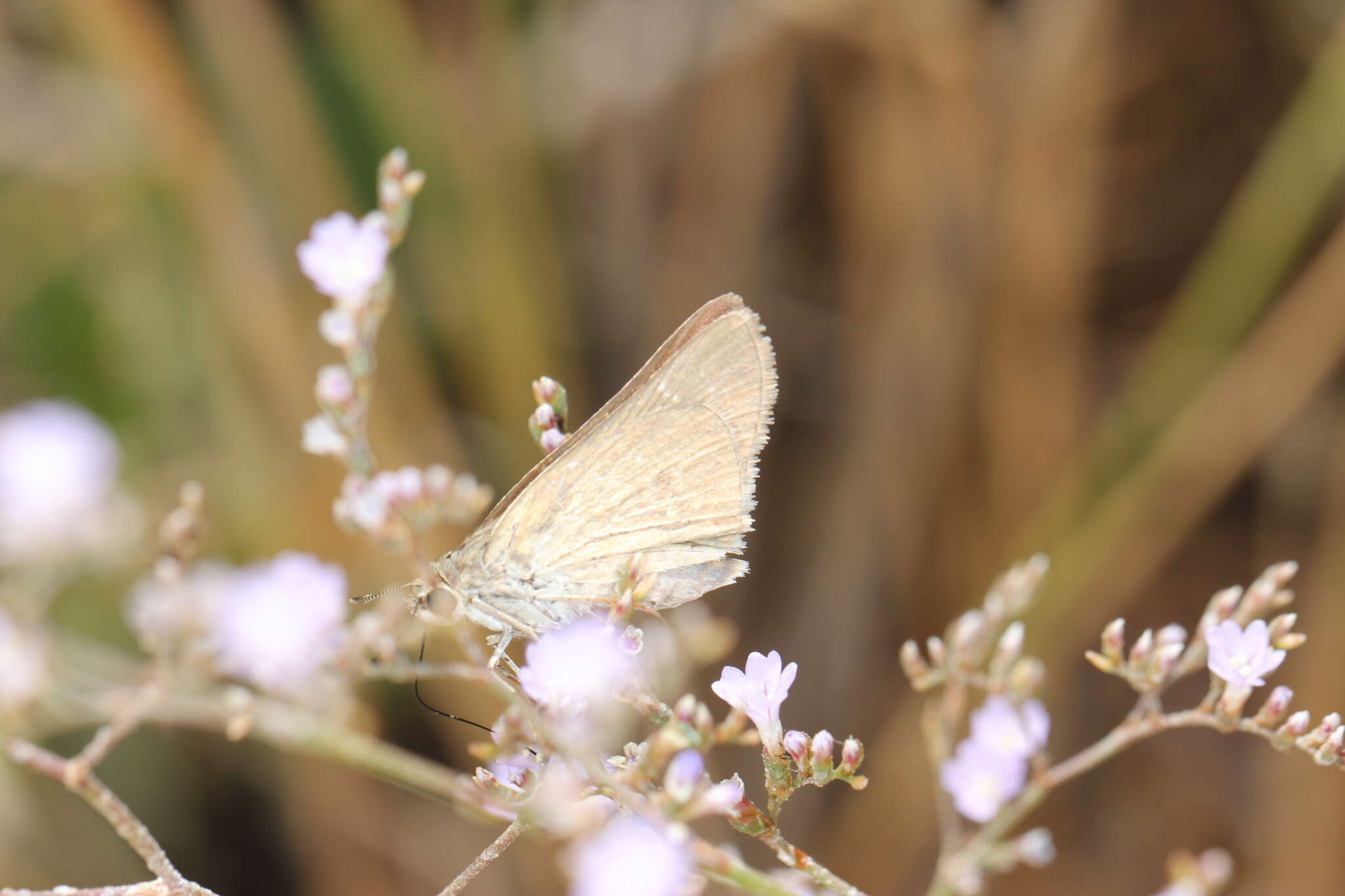 Image of Mediterranean Skipper