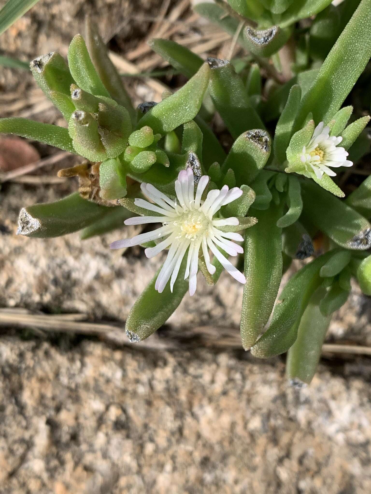 Imagem de Delosperma herbeum (N. E. Br.) N. E. Br.