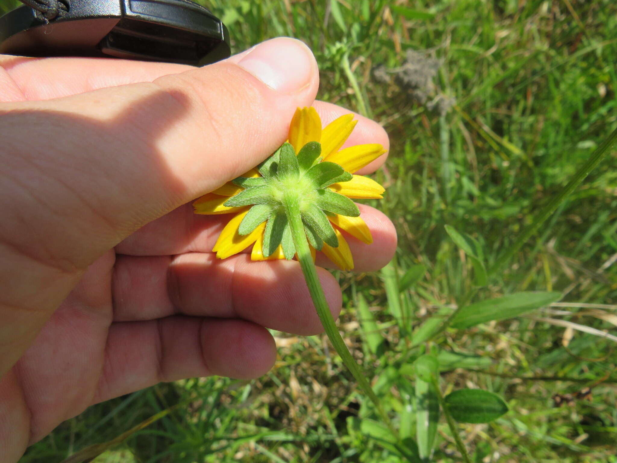 Rudbeckia fulgida var. spathulata (Michx.) Perdue的圖片