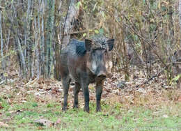 Image of Indian boar