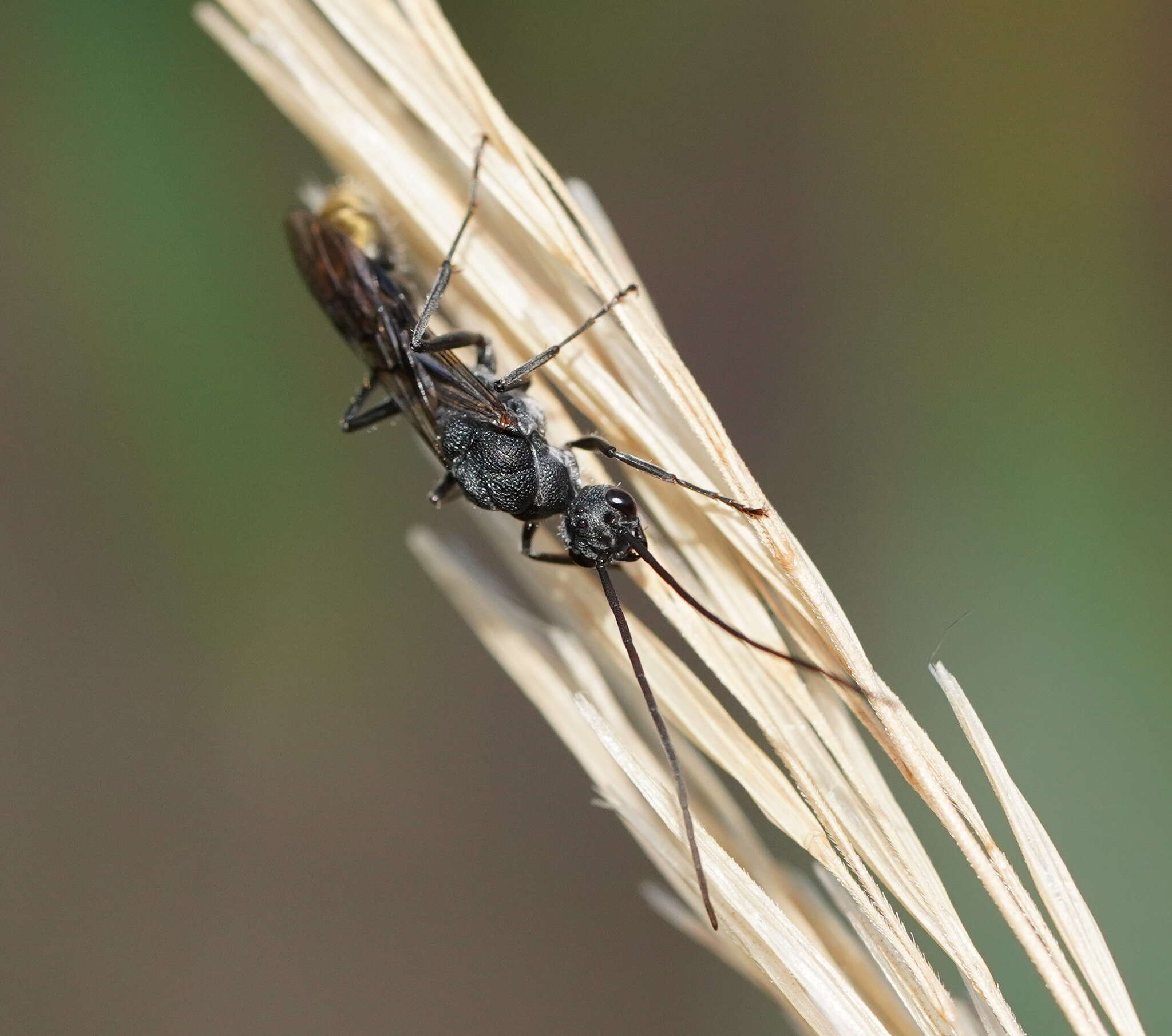 Image of Myrmecia piliventris Smith 1858