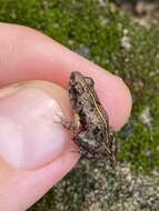 Image of Mababe river frog