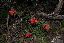 Image of Lamourouxia longiflora Benth.