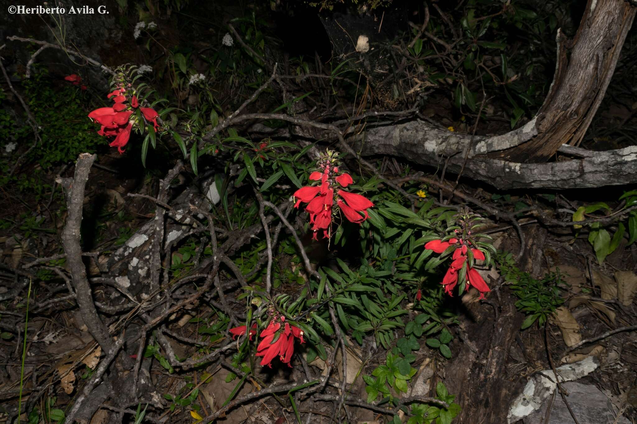 Image of Lamourouxia longiflora Benth.