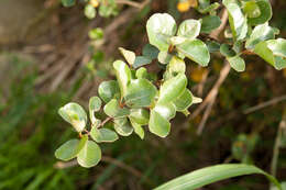 Image of Elaeagnus oldhamii Maxim.