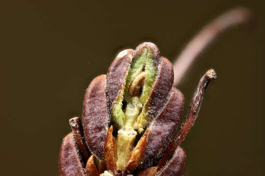 Imagem de Cassiope tetragona (L.) D. Don