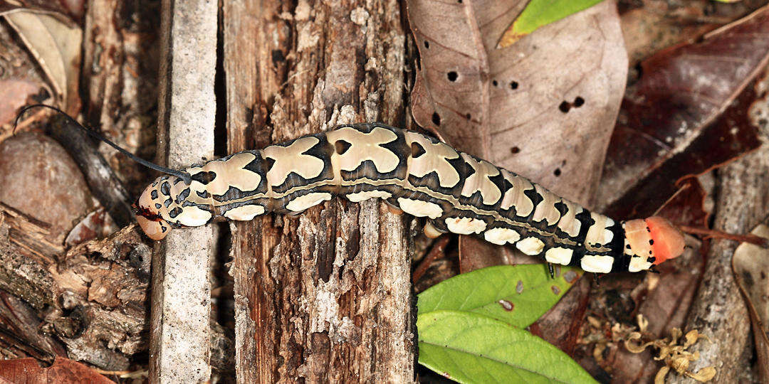 Image of Isognathus leachii (Swainson 1823)