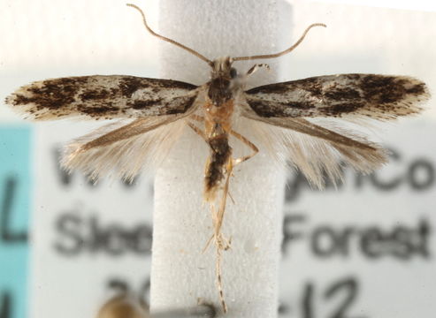 Image of <i>Leucomele miriamella</i> Dietz 1905