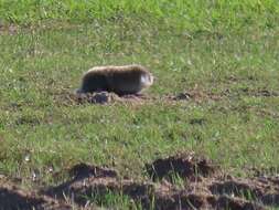 Image of Dune Mole Rats