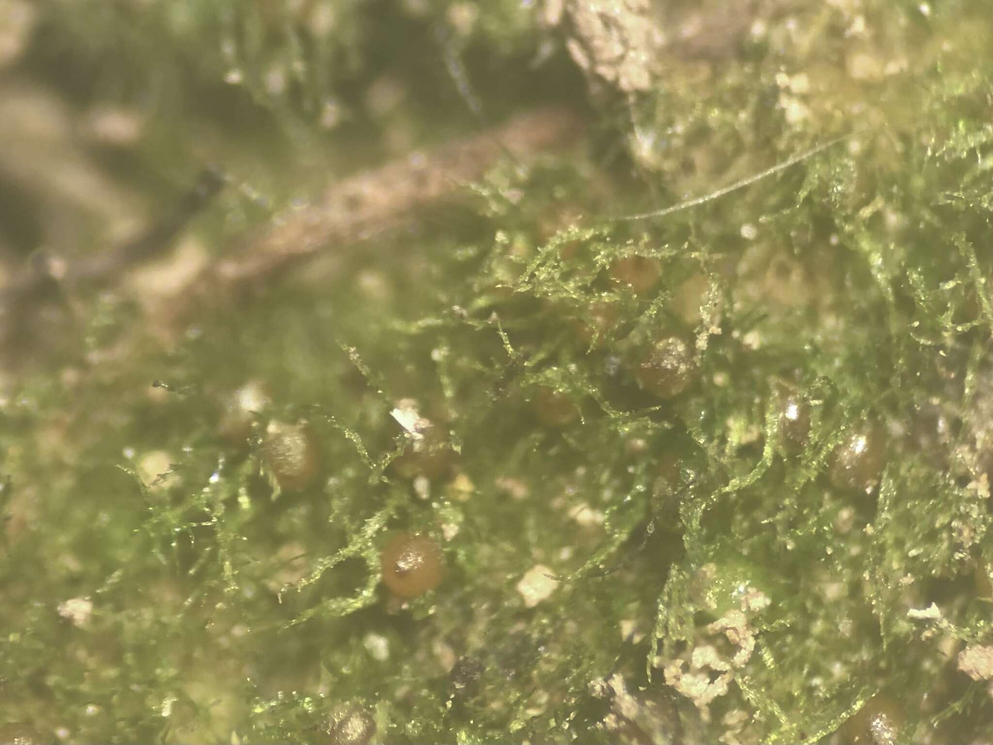 Image of ephemerum moss