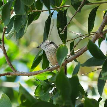 Imagem de Pachycephala rufiventris xanthetraea (Forster & JR 1844)