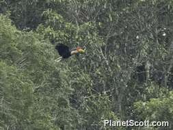 Image of Knobbed Hornbill