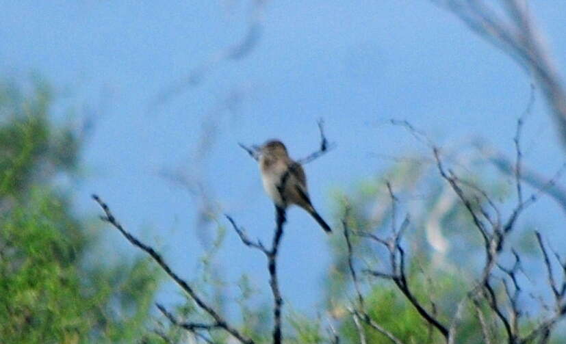 Image of Gray-bellied Shrike-Tyrant