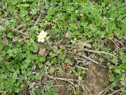 Image of Stone River bladderpod