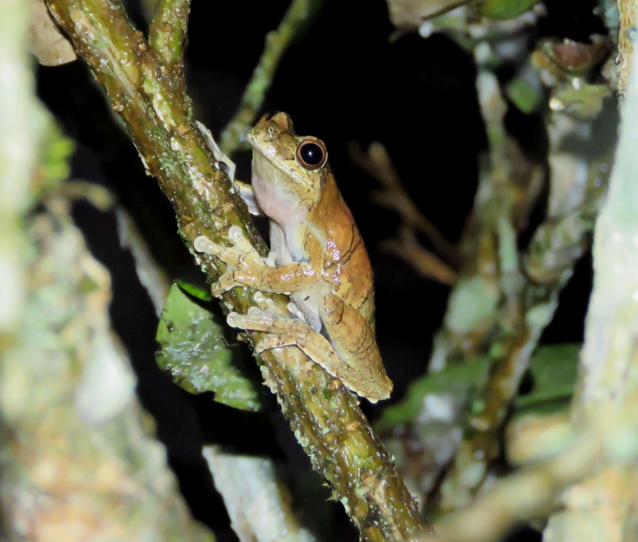 Sivun Dendropsophus melanargyreus (Cope 1887) kuva