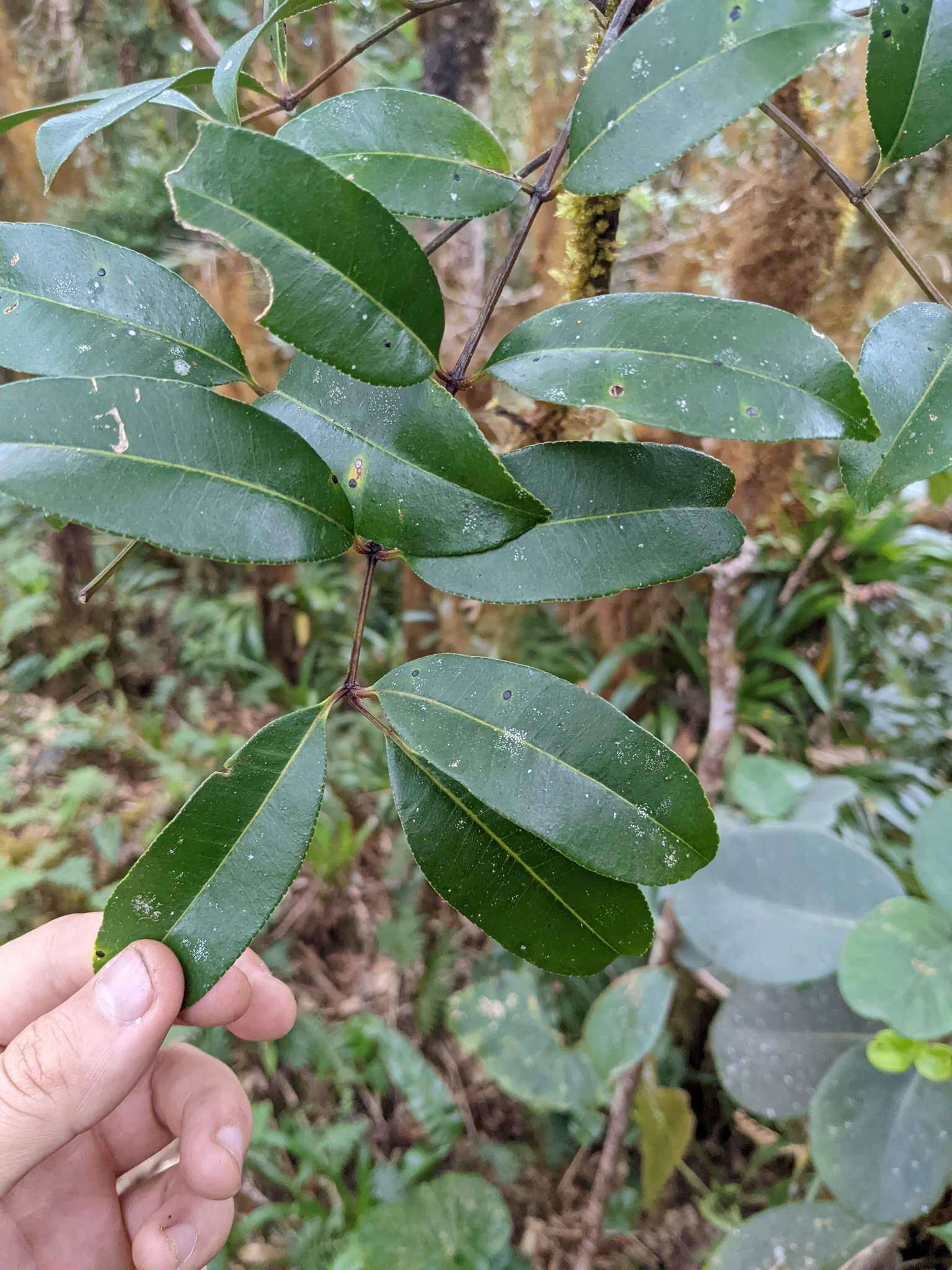 Image de Zanthoxylum melanostictum Schltdl. & Cham.