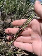 Image of flaxleaf plainsmustard