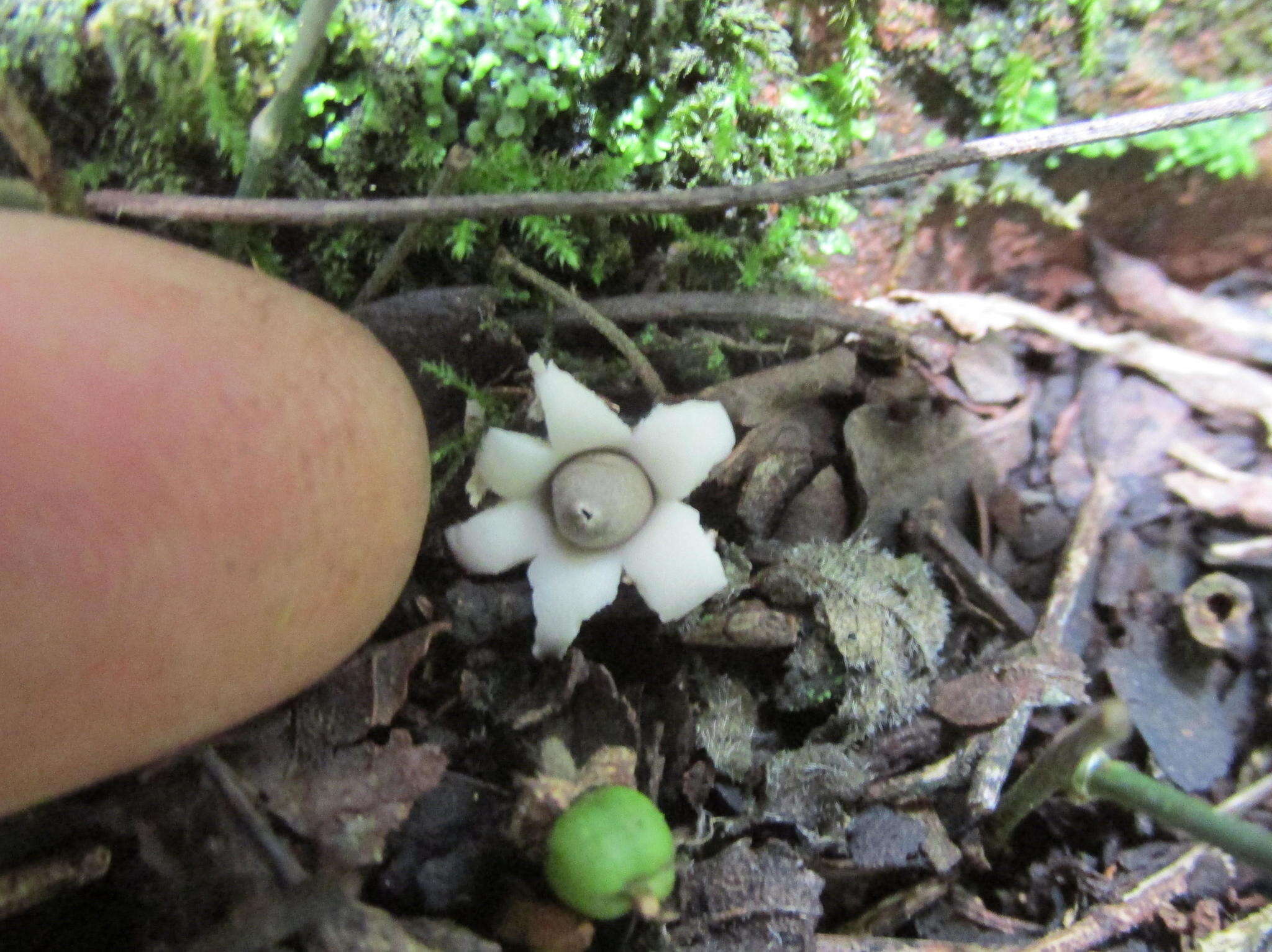 Image of Geastrum minimum Schwein. 1822