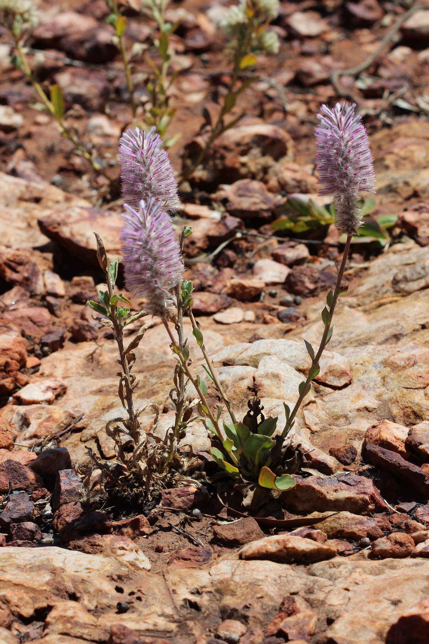 Image of Ptilotus exaltatus Nees